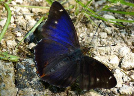 Apatura iris without it's usual markings (Internet Image property of respective owner, non-commercial use only)